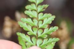 Lindsaea trichomanoides