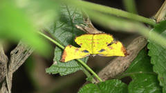 Corymica arnearia