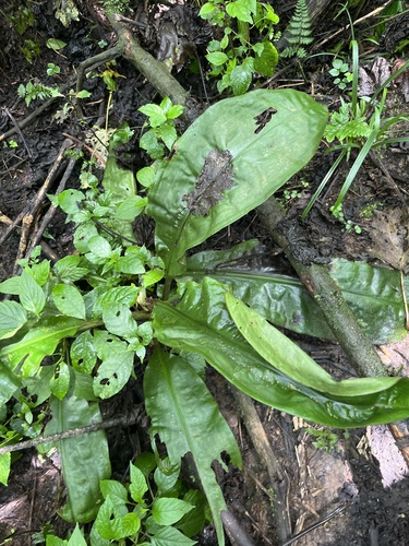 Palisota mannii
