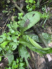 Palisota mannii, photograph (c) Elliot Greiner, some rights reserved (CC BY)