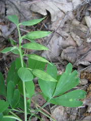 Corydalis intermedia