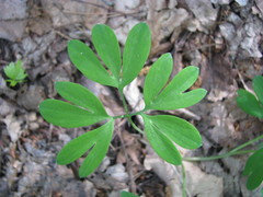 Corydalis intermedia