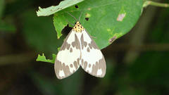 Nyctemera carissima