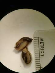 Oxyloma retusum