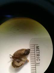 Oxyloma retusum