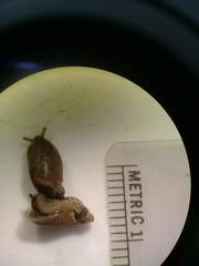 Oxyloma retusum