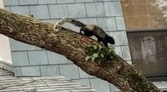 Sciurus niger shermani