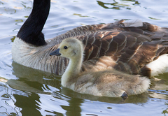Branta canadensis