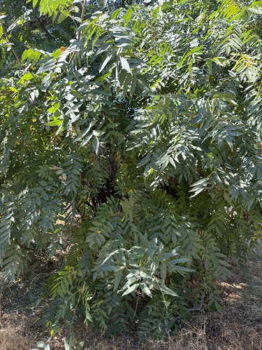 Image of Juglans hindsii by (c) Dena, some rights reserved (CC BY)