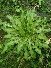 Taraxacum officinale