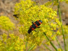 Trichodes leucopsideus