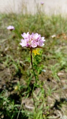 Armeria maritima elongata