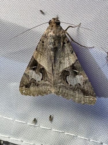 Indomitable Graphic Moth photo 6