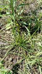 Armeria maritima elongata