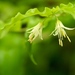 Hooker's Fairybells - Photo (c) Brent Miller, some rights reserved (CC BY-NC-ND)
