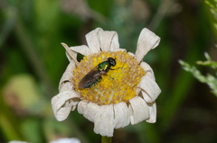 Chloromyia