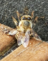 Apis mellifera