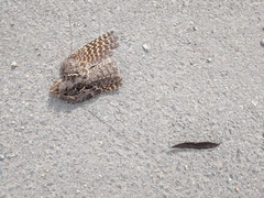 Caprimulgus longipennis