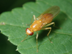 Psila merdaria