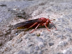 Polistes mexicanus