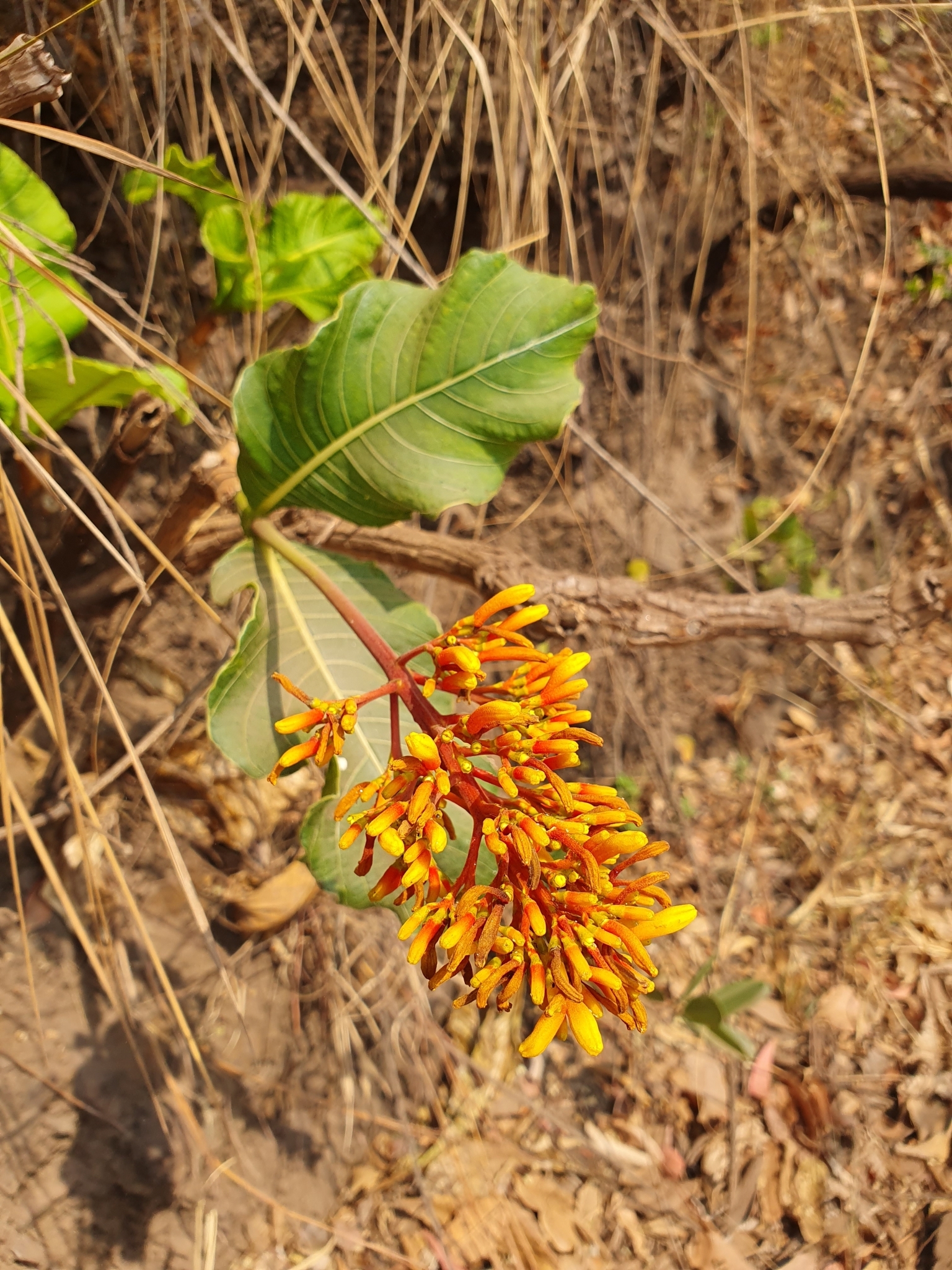 Palicourea rigida