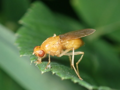 Psila merdaria