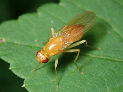 Psila merdaria
