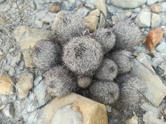 Coryphantha neglecta