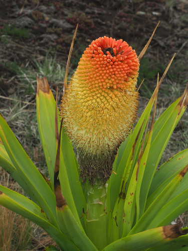 Kniphofia northiae Baker