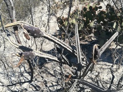 Peniocereus greggii greggii