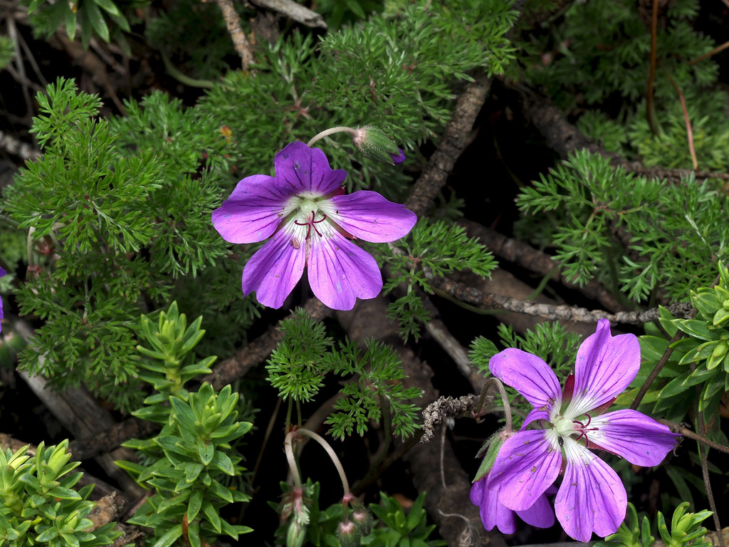 Marsh Cranesbill