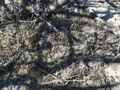 Coryphantha nickelsiae