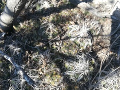 Coryphantha nickelsiae