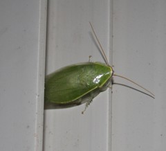 Panchlora nivea