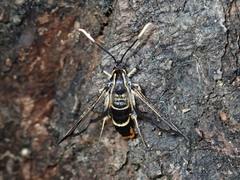 Synanthedon scoliaeformis