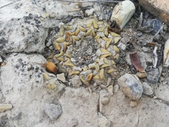 Ariocarpus kotschoubeyanus