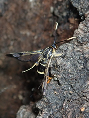 Synanthedon scoliaeformis