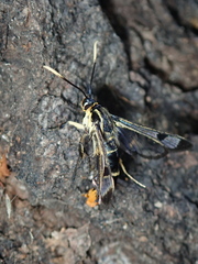 Synanthedon scoliaeformis