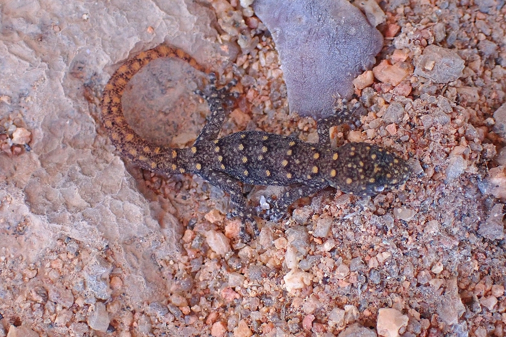 Namaqua Dwarf Leaf-Toed Gecko