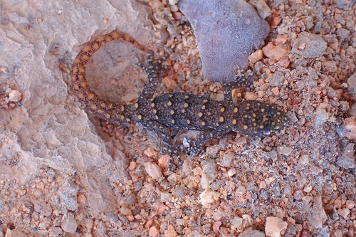Namaqua Dwarf Leaf-toed Gecko, Goggia rupicola