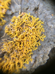 Polycauliona coralloides