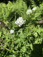 Achillea macrophylla