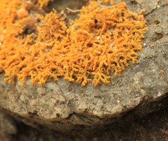 Polycauliona coralloides