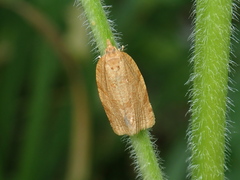 Aphelia viburnana