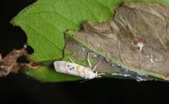 Cyana interrogationis