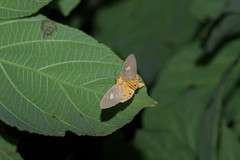 Asota plaginota