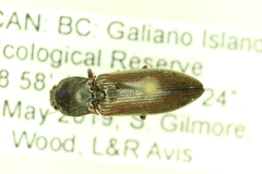 Ctenicera angularis