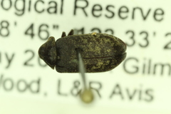 Xestobium affine