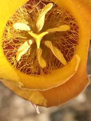 Calochortus concolor