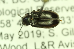 Nalassus convexulus
